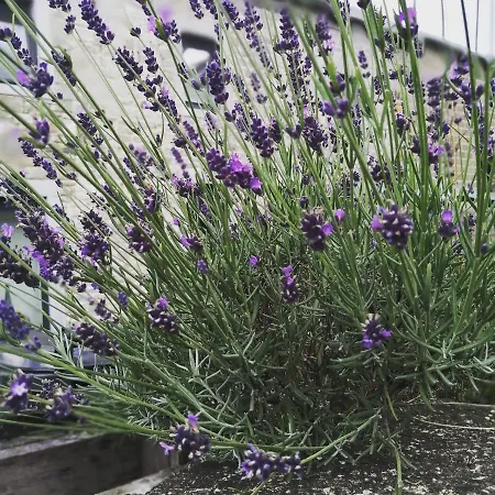 ゲストハウス Ou Git Le Bocq Privatif シネイ